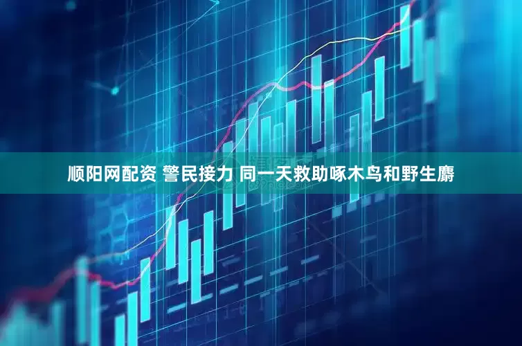 顺阳网配资 警民接力 同一天救助啄木鸟和野生麝